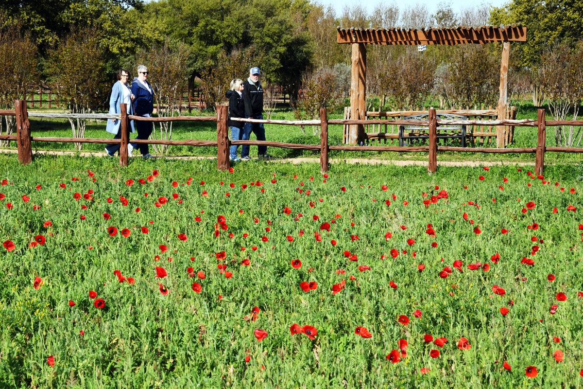 199 Vauna Fort, Marge Bredow, Kathie and Ron Klute stroll past the poppy field.JPG
